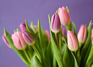 tulpe2